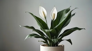 Peace Lily