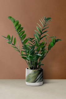 ZZ Plant
