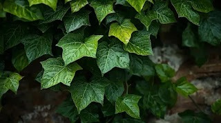 English Ivy