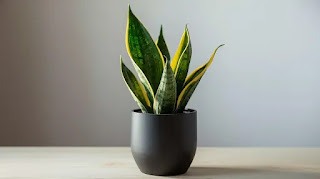 Snake Plant