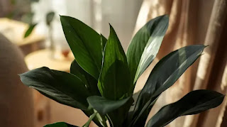 Cast Iron Plant Cast Iron Plant