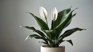 Peace Lily Peace Lily